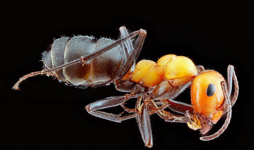 Ant Control service in Norwalk, CT