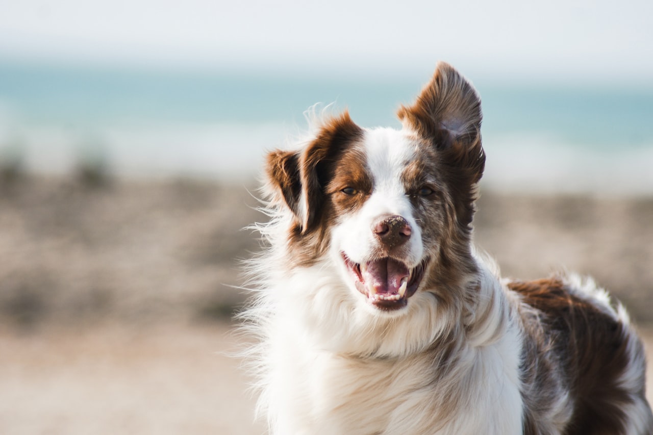 Flea & Tick Control service in Norwalk, CT
