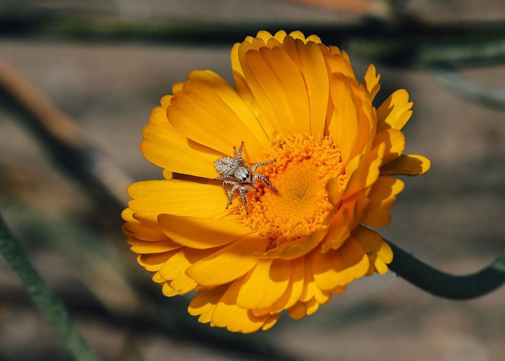Spider Control service in Norwalk, CT